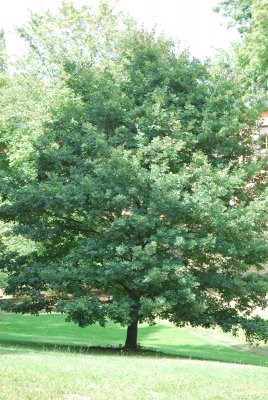 Quercus robur - dub letní - letní habitus (12)